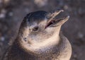 Single magellanic penguin chick showing papillae in mouth Royalty Free Stock Photo