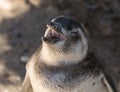 Single magellanic penguin chick showing papillae in mouth Royalty Free Stock Photo