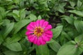 Single magenta-colored flower head of Zinnia elegans