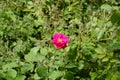 Single magenta-colored flower of rose in May