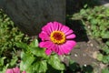 Single magenta-colored flower of Zinnia elegans in July