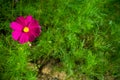 Single magenta flower in contrast color concept Royalty Free Stock Photo