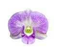 Single magenta orchid flower isolated