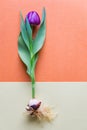 A single magenta tulip whole with bulb and roots. Bicolor textu