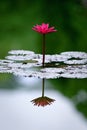 Single Magenta Water Lily with Reflection