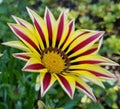 Single Magenta and Yellow Flower in Bloom