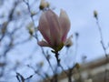 Single magnolia flower spring time view Royalty Free Stock Photo