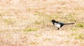 Single magpie in a field of brown grass