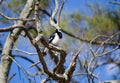 Single Magpie-lark bird on a branch of the tree at a forest in Australia.