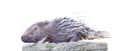 Single malayan porcupine hystrix brachyura animal on the stone isolated on white background Royalty Free Stock Photo