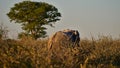 Single male African elephant walking away in the bush in evening light in Etosha National Park, Namibia, Africa. Royalty Free Stock Photo