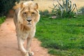 Single male Angola Lion, Panthera leo bleyenberghi, in a zoological garden Royalty Free Stock Photo