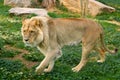 Single male Angola Lion, Panthera leo bleyenberghi, in a zoological garden