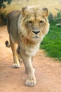 Single male Angola Lion, Panthera leo bleyenberghi, in a zoological garden Royalty Free Stock Photo