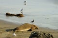 Single male elephant seal lying on a sandy beach in the evening