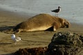 Single male elephant seal lying on a sandy beach in the evening Royalty Free Stock Photo