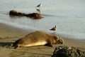 Single male elephant seal lying on a sandy beach in the evening Royalty Free Stock Photo