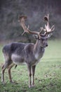 Single male Fallow Deer on the Meadow Royalty Free Stock Photo