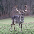 Single male Fallow Deer on the Meadow