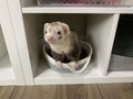 Blaze Male Ferret Leaning Out of Basket Cubby