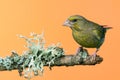 Single male Greenfinch bird perched on branch with lichen Royalty Free Stock Photo