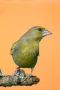 Single male Greenfinch bird perched on branch Royalty Free Stock Photo