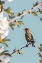 Single male greenfinch bird perched between cherry branches full of blooms Royalty Free Stock Photo