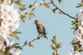 Single male greenfinch bird perched between cherry twigs full of blooms Royalty Free Stock Photo