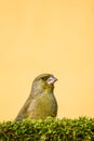 Single male greenfinch bird sit behind moss Royalty Free Stock Photo