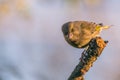 Single male greenfinch with dirty beak jumps of dry twig Royalty Free Stock Photo