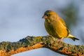 Single male greenfinch with dirty beak perched on dry twig Royalty Free Stock Photo