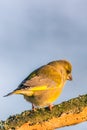 Single male greenfinch on dry twig Royalty Free Stock Photo