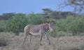a single male grevy\'s zebra walking alertly in the wild savannah of buffalo springs national reserve, kenya