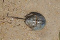 Single male horseshoe crab leaving footprints in sand Royalty Free Stock Photo