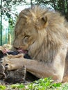 A single male lion eating Royalty Free Stock Photo