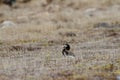 Single male long-tailed duck walking along tundra grass