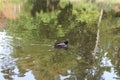 A single male Mallard Duck swimming in a pond that is reflecting the forest around it in North Carolina Royalty Free Stock Photo