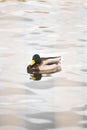 Single male mallard floating on the lake