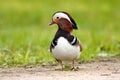 Single male Mandarin Duck bird on grassy wetlands during a spring nesting period