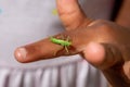 Single Meconema thalassinum on a child`s finger