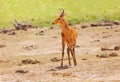 Single male oribi standing in Kenyan savannah