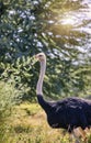 single male ostrich walking in the african bush