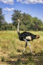 single male ostrich walking on a field