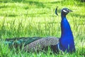 Single male peacock sitting on green grass. Royalty Free Stock Photo