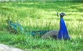 Single male peacock with tail sitting on green grass. Royalty Free Stock Photo