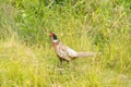 Single male pheasant strawling through the high grass Royalty Free Stock Photo