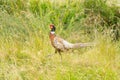 Single male pheasant strawling through the high grass Royalty Free Stock Photo