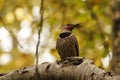 Single male red-shafted Northern Flicker on a tree branch with yellow leaves