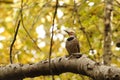 Single male red-shafted Northern Flicker on a tree branch with yellow leaves Royalty Free Stock Photo