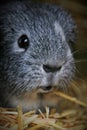 Single male silver grey guineapig Royalty Free Stock Photo